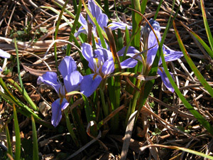 Vivers Càrex - Iris unguicularis 
